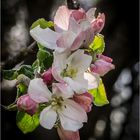 Blüten in der Streuobstwiese