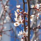 Blüten in der Türkei