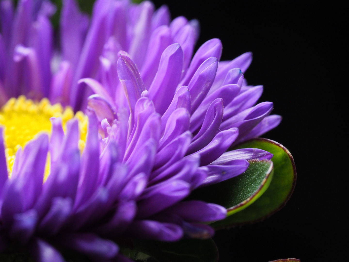 Blüten in der Vase II