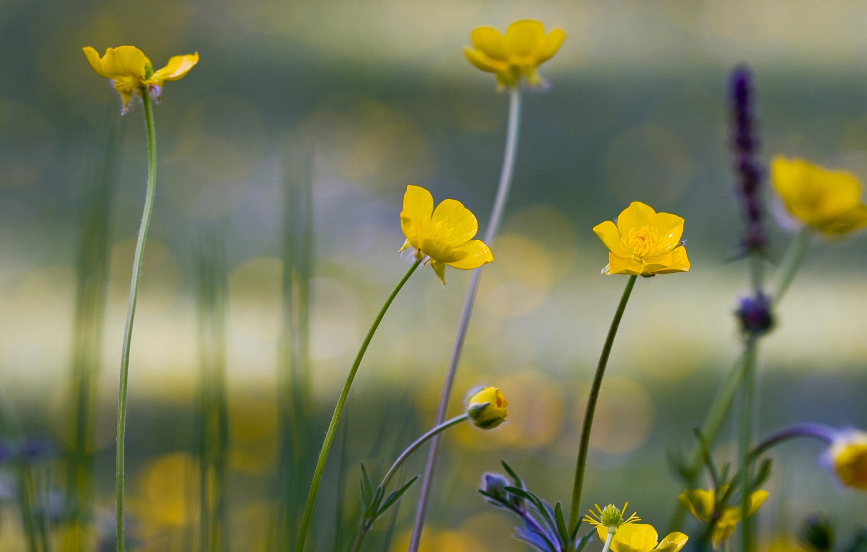 Blüten in der Wiese