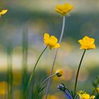 Blüten in der Wiese