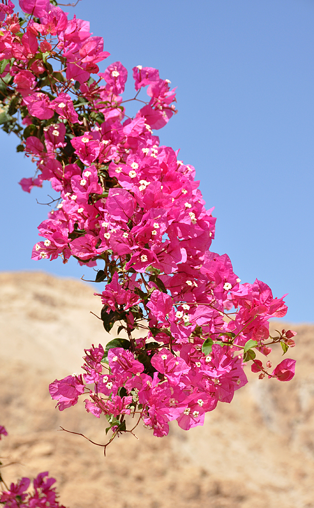 Blüten in der Wüste