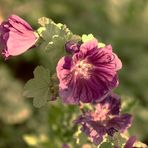 .....Blüten in dieser Jahreszeit....