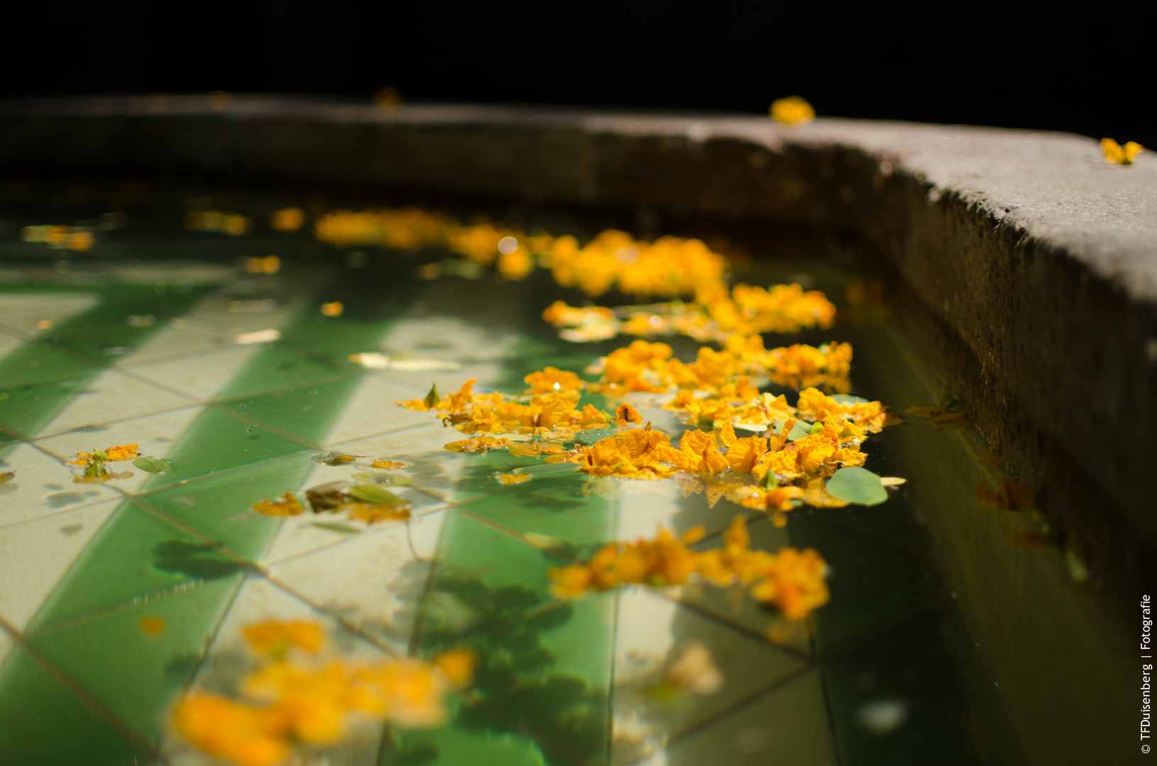 Blüten in einem Brunnen in Barcelona