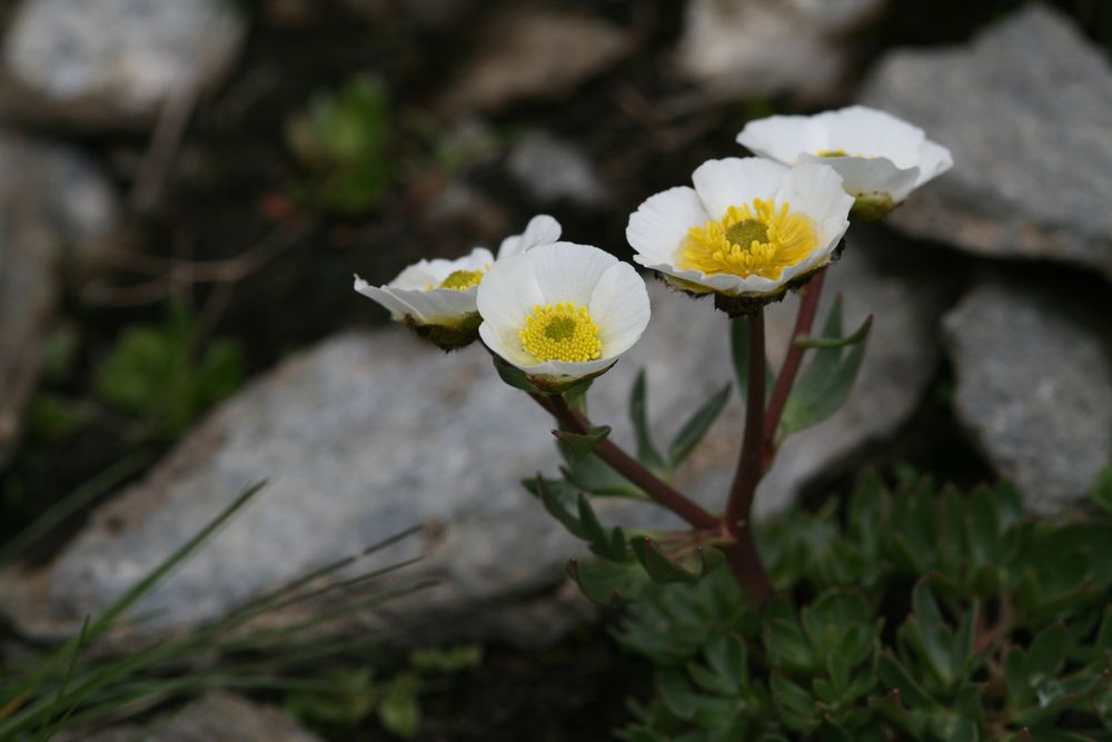 Blüten in einem Geröllfeld in den Alpen