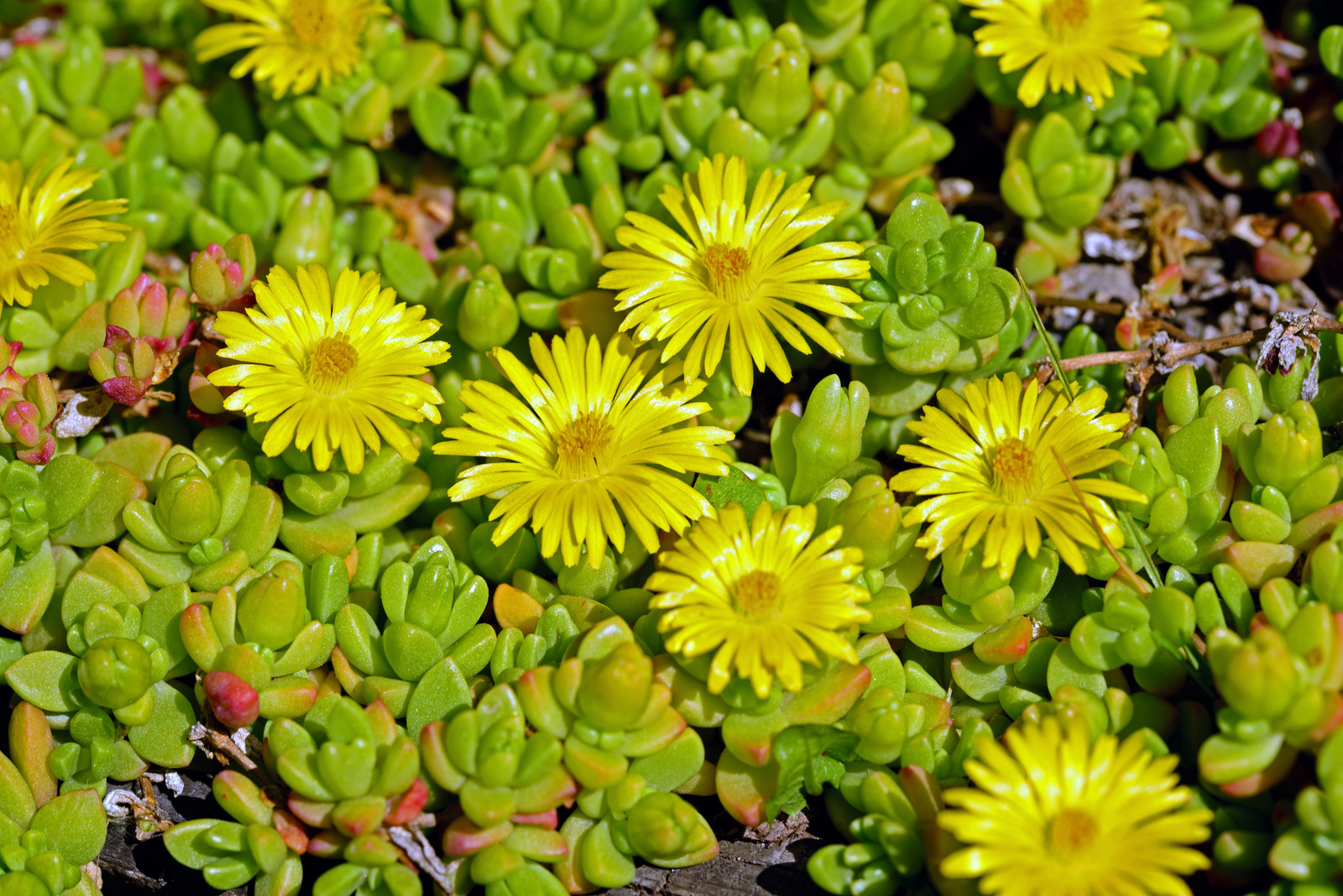 Blüten in gelb.