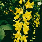 Blüten in gelb