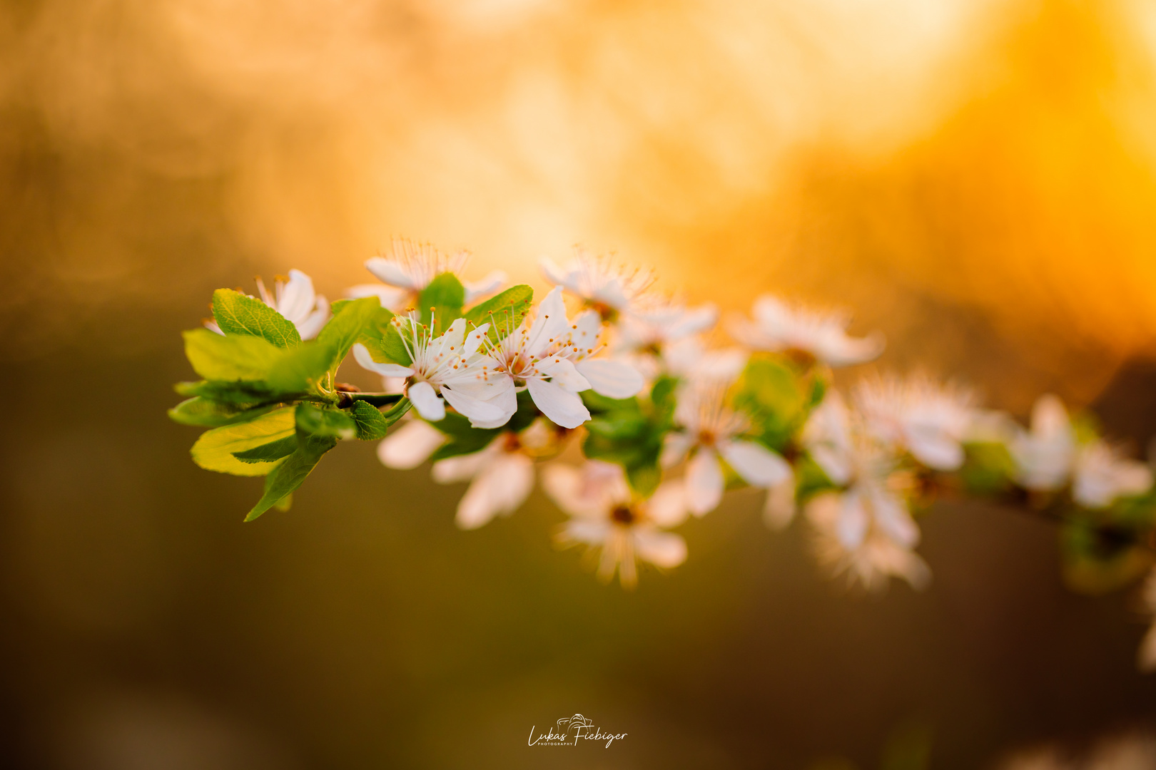 Blüten in gold