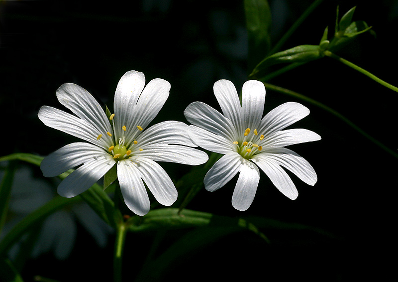 blüten in licht und schatten