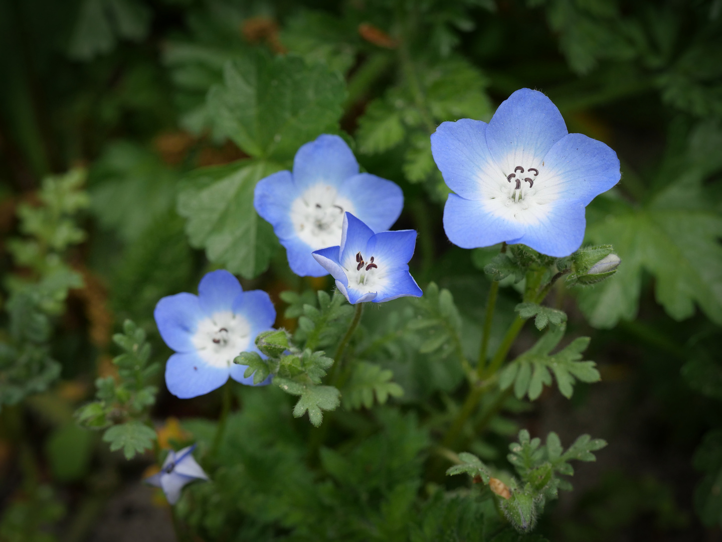 Blüten in meinem Garten