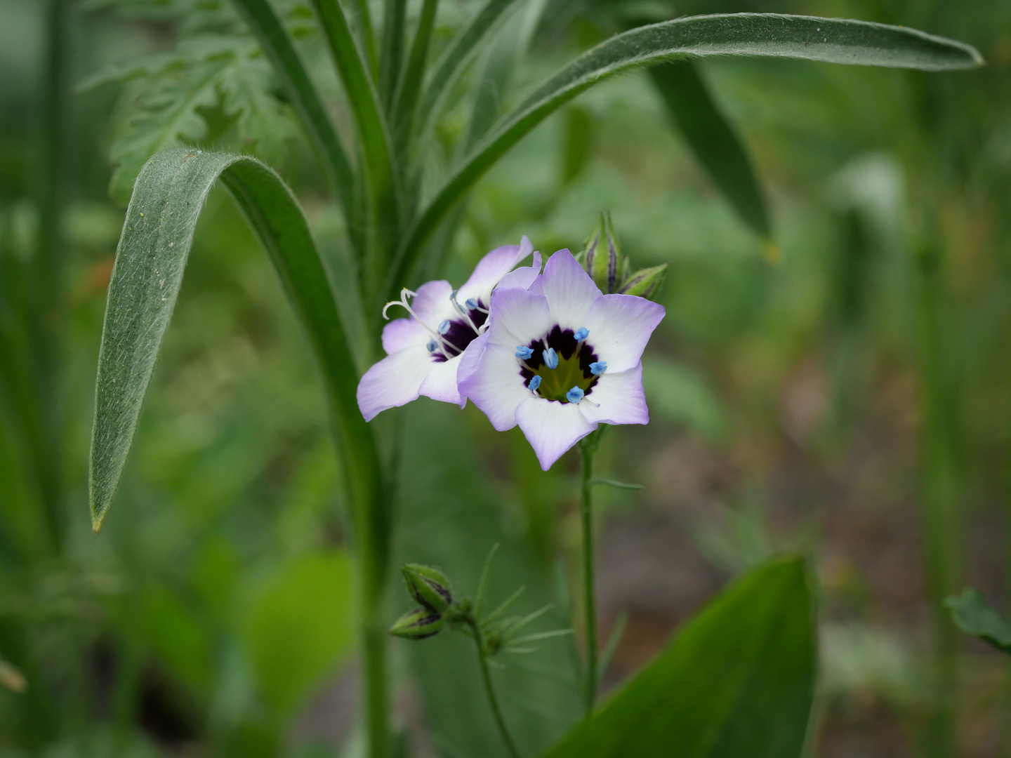 Blüten in meinem Garten