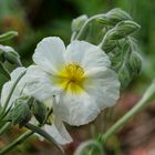 Blüten in meinem Garten