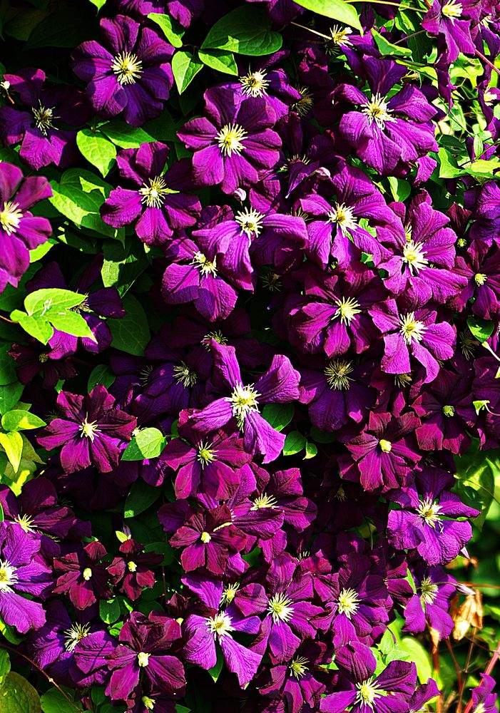 Blüten in meinem Garten - Clematis