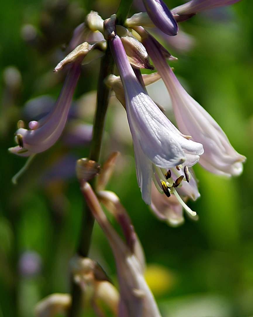 Blüten in meinem Garten -   Funkien