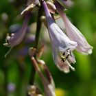 Blüten in meinem Garten -   Funkien