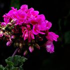 Blüten in meinem Garten - Geranien