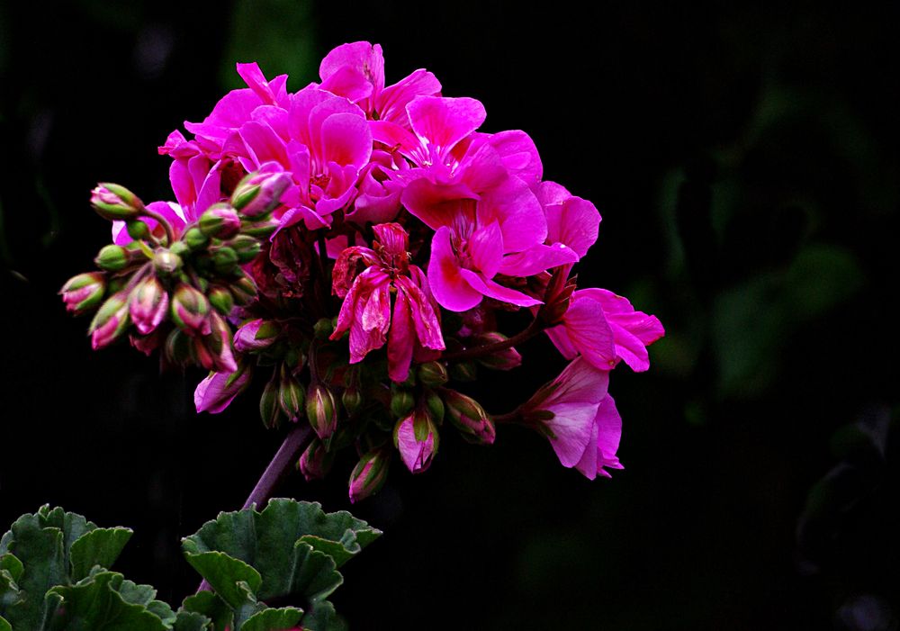 Blüten in meinem Garten - Geranien