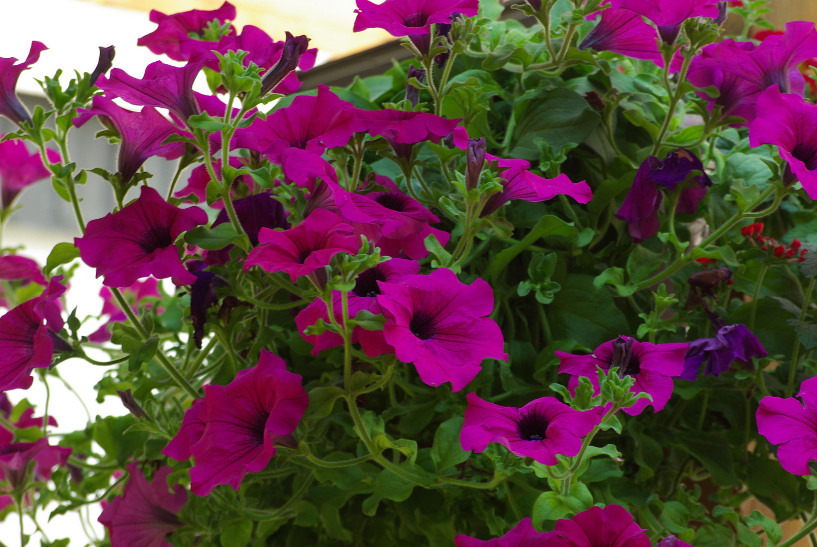 Blüten in meinem Garten - Petunien