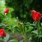 Blüten in meinem Garten - Rosen