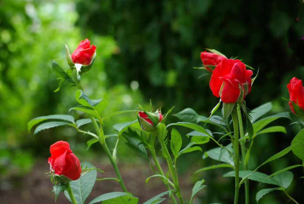 Blüten in meinem Garten - Rosen