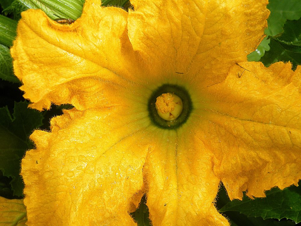 Blüten in meinem Garten -  Zucchini-Blüte