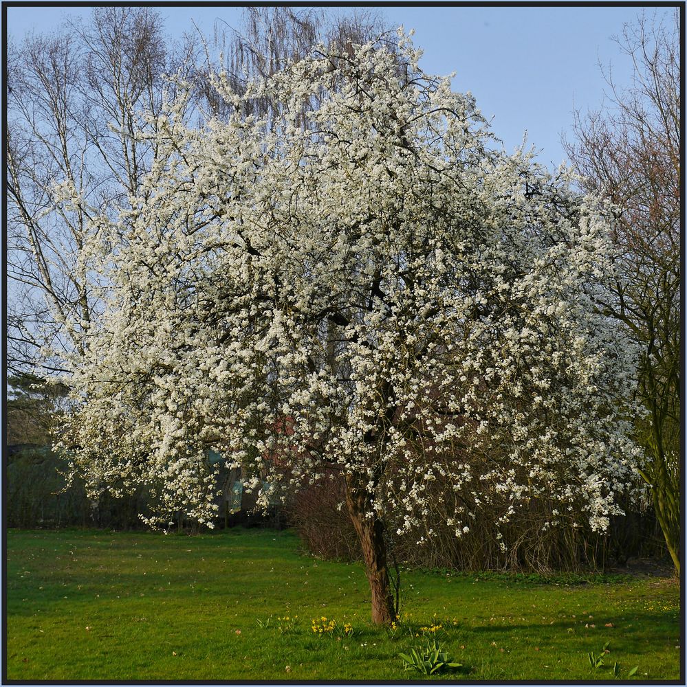 Blüten in Nachbars Garten Foto &amp; Bild jahreszeiten