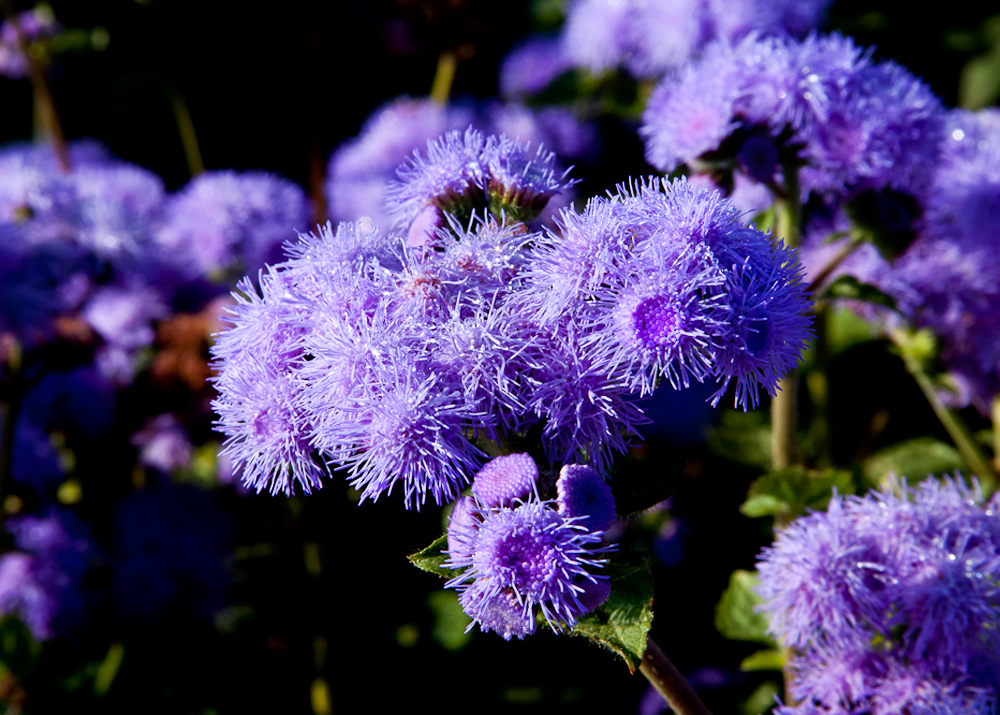 Blüten in Nachbars Garten..