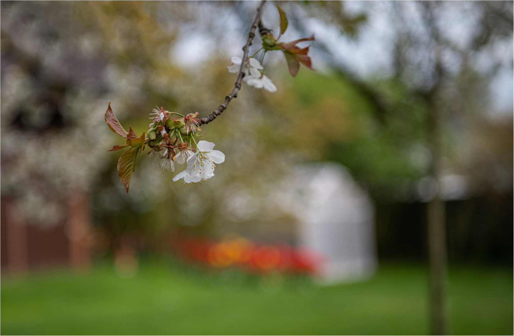 BLÜTEN IN NACHBARS GARTEN