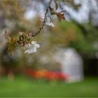 BLÜTEN IN NACHBARS GARTEN