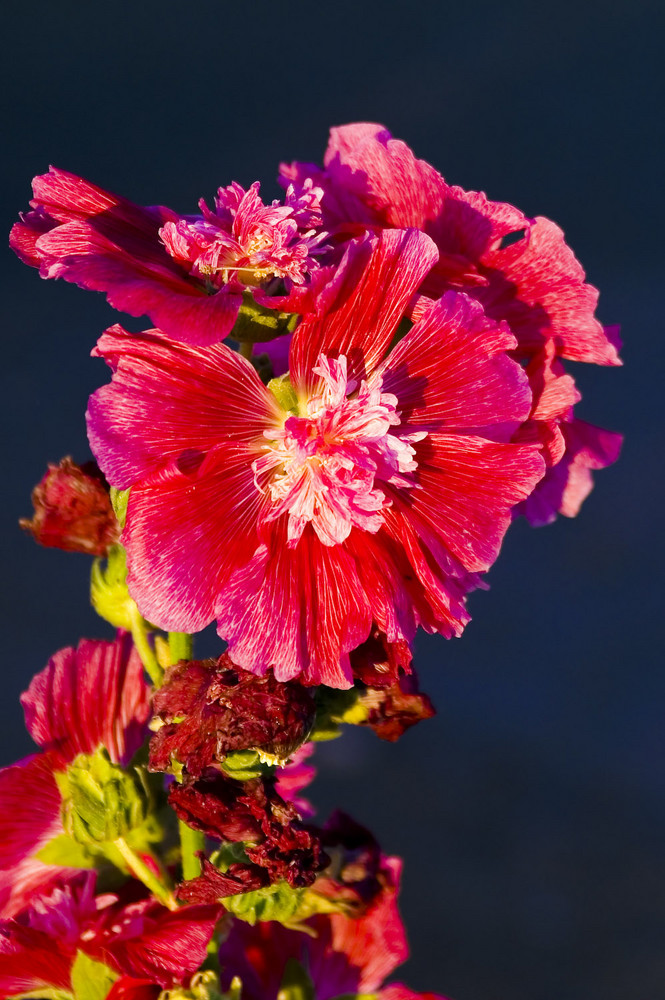 Blüten in Namibia - Malvenblüte in der Morgensonne 2