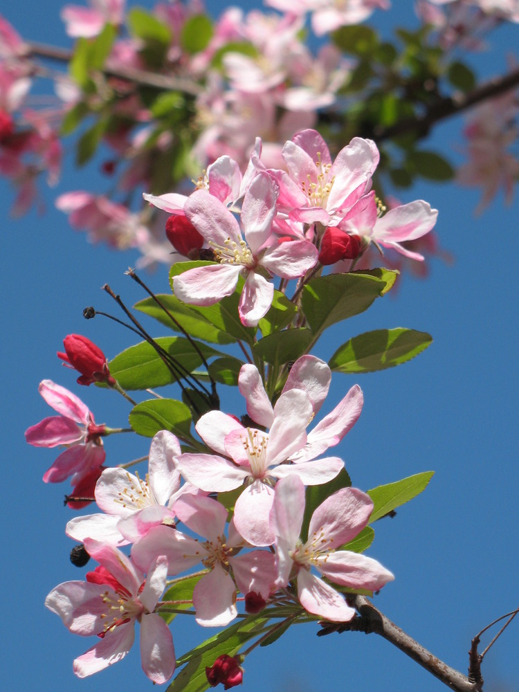 Blüten in Nappa