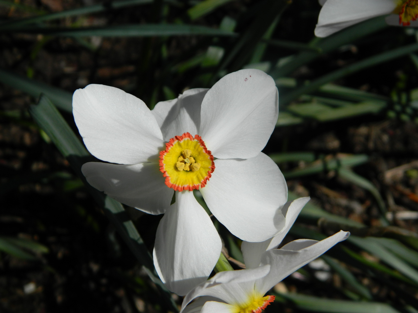 Blüten in New York