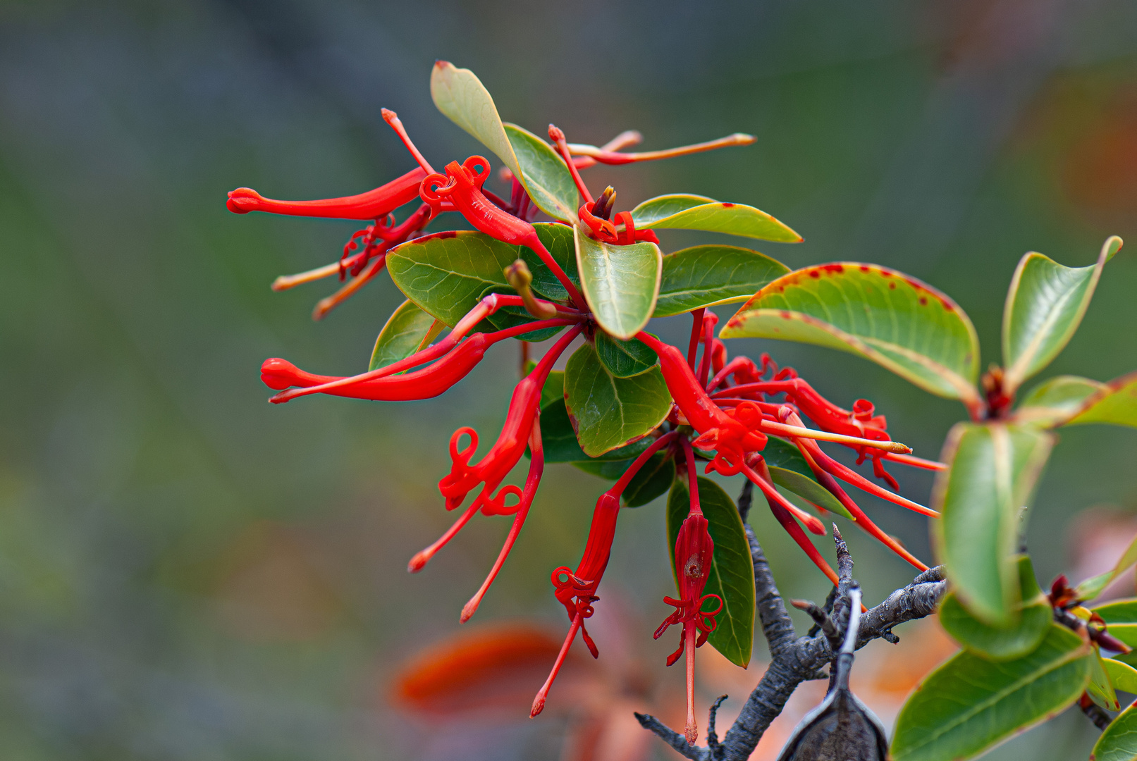 Blüten in Patagonia