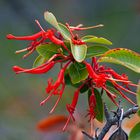 Blüten in Patagonia