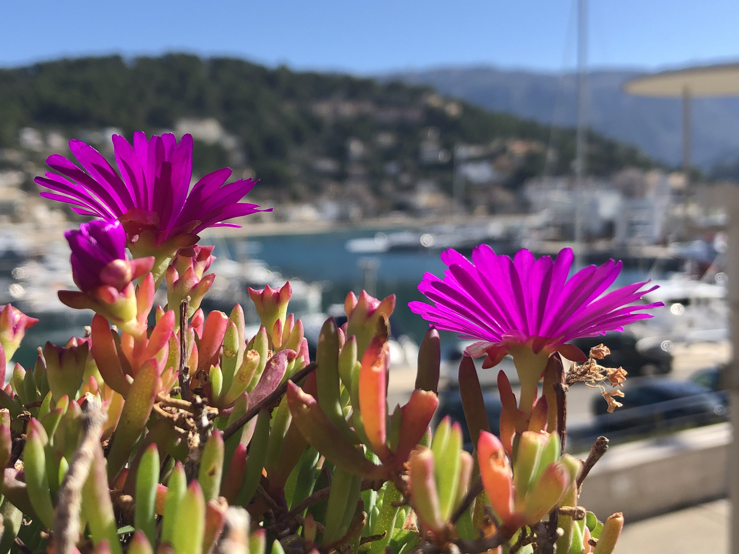 Blüten in Port de Soller