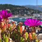 Blüten in Port de Soller