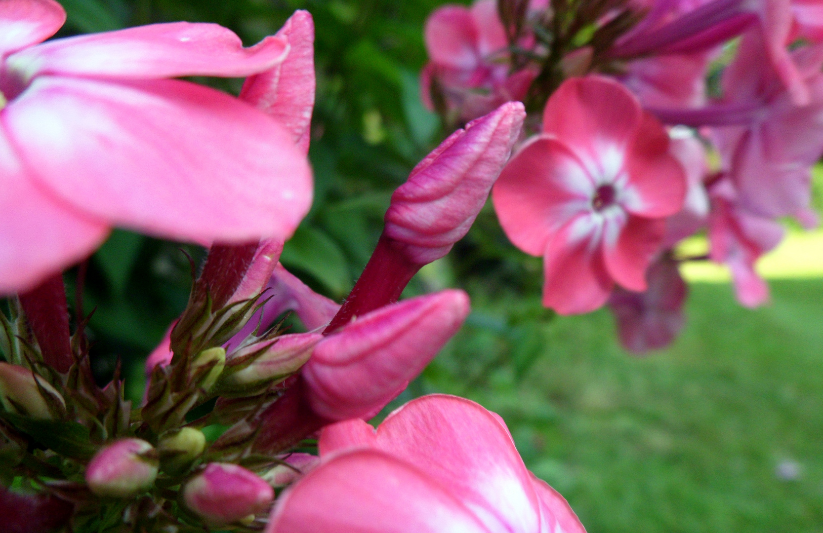 Blüten in rosa