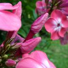 Blüten in rosa
