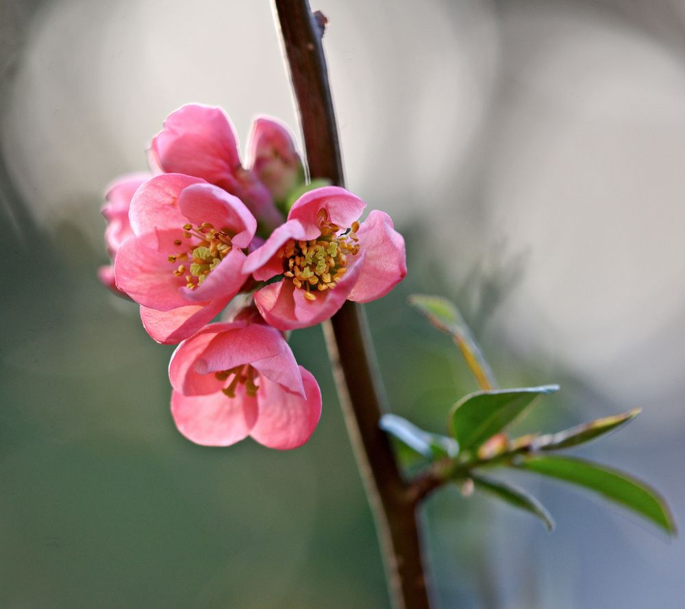 blüten in rosa;) Foto & Bild | frühling, natur, rosa Bilder auf