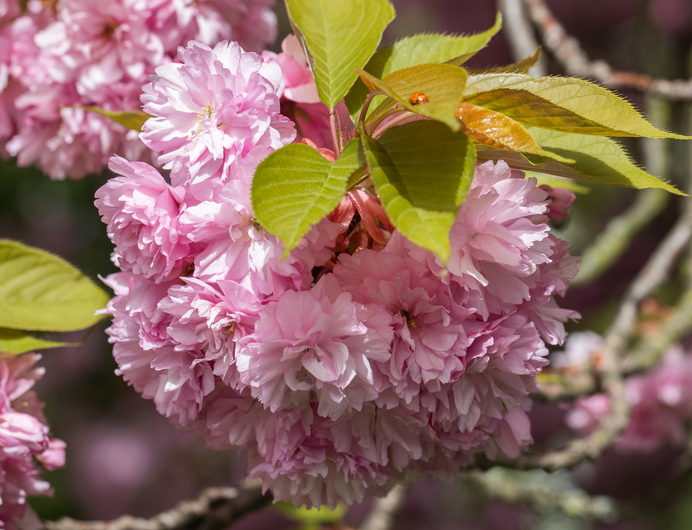 BLÜTEN IN ROSA