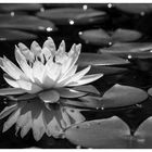 Blüten in schwarz-weiß