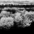 Blüten in Schwarz Weiss