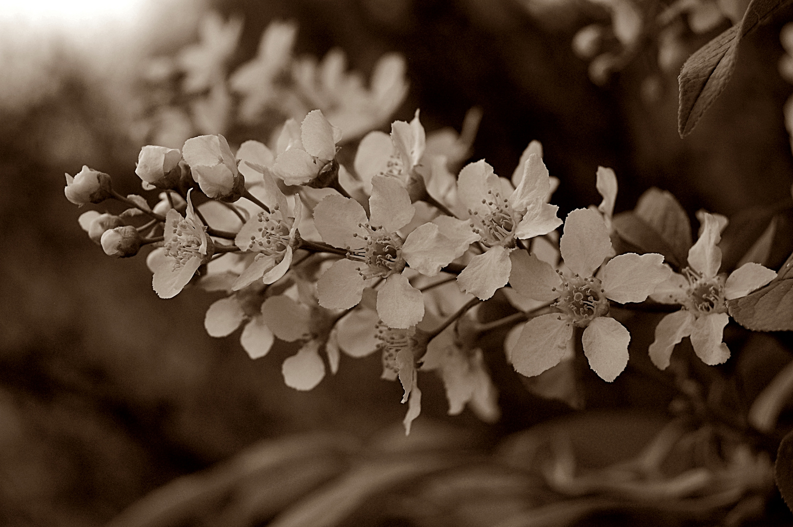 Blüten in Sepia