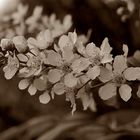 Blüten in Sepia