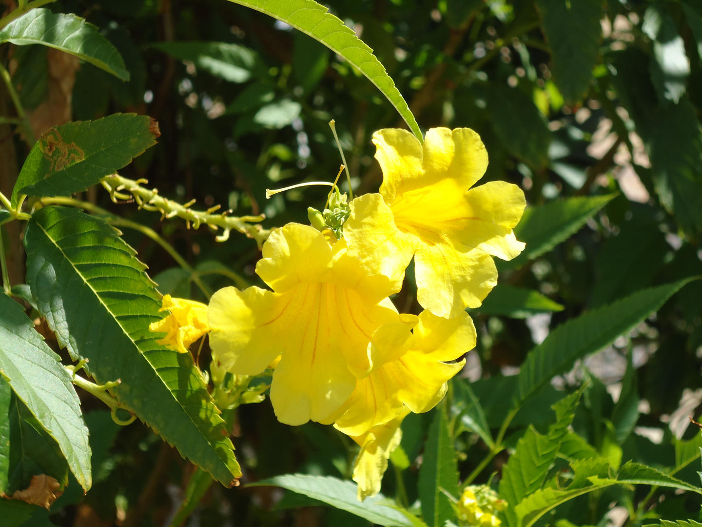 Blüten in Sharm