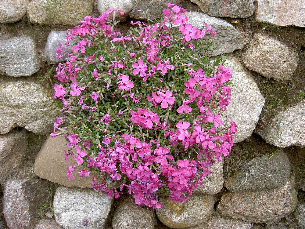 Blüten in Stein