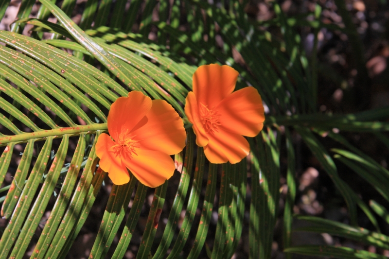 Blüten in Südafrika 1