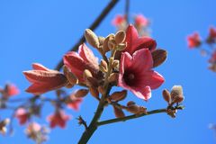 Blüten in Südafrika 4