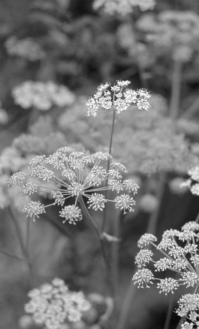 Blüten in SW