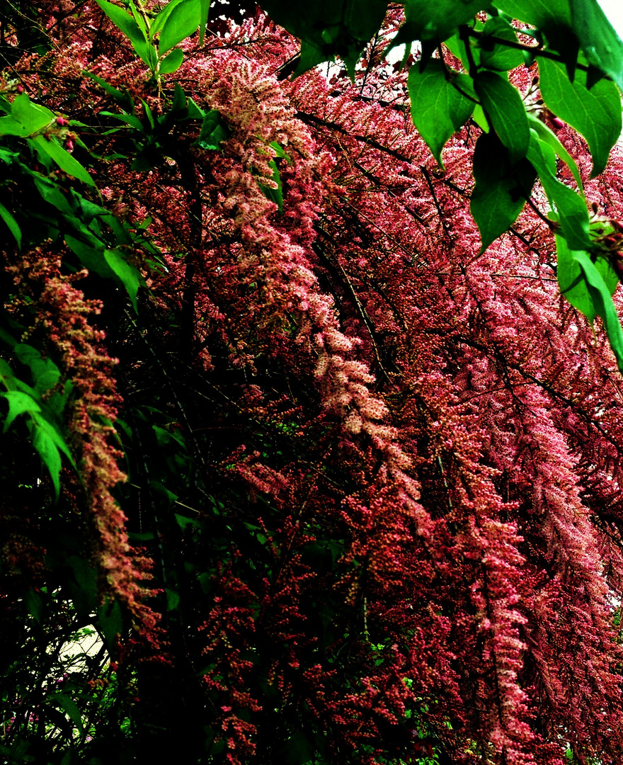 Blüten in überbordernder Pracht